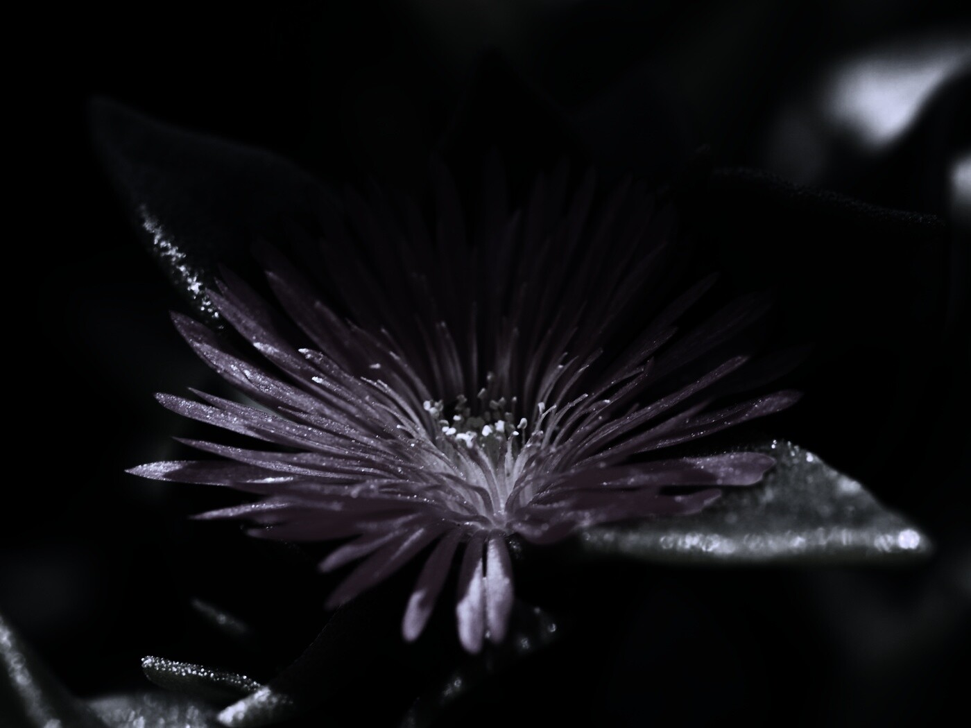 Чудесный цветок обои