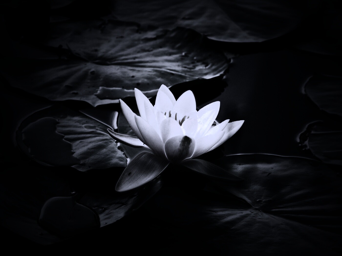 Кувшинка обои