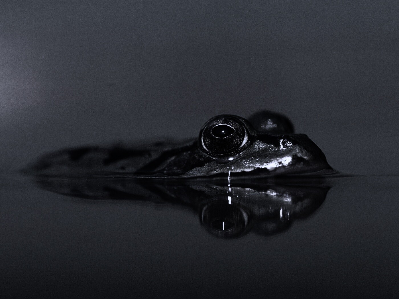 Лягушка обои