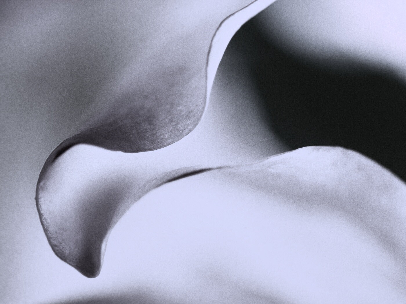 Оттенки природы обои