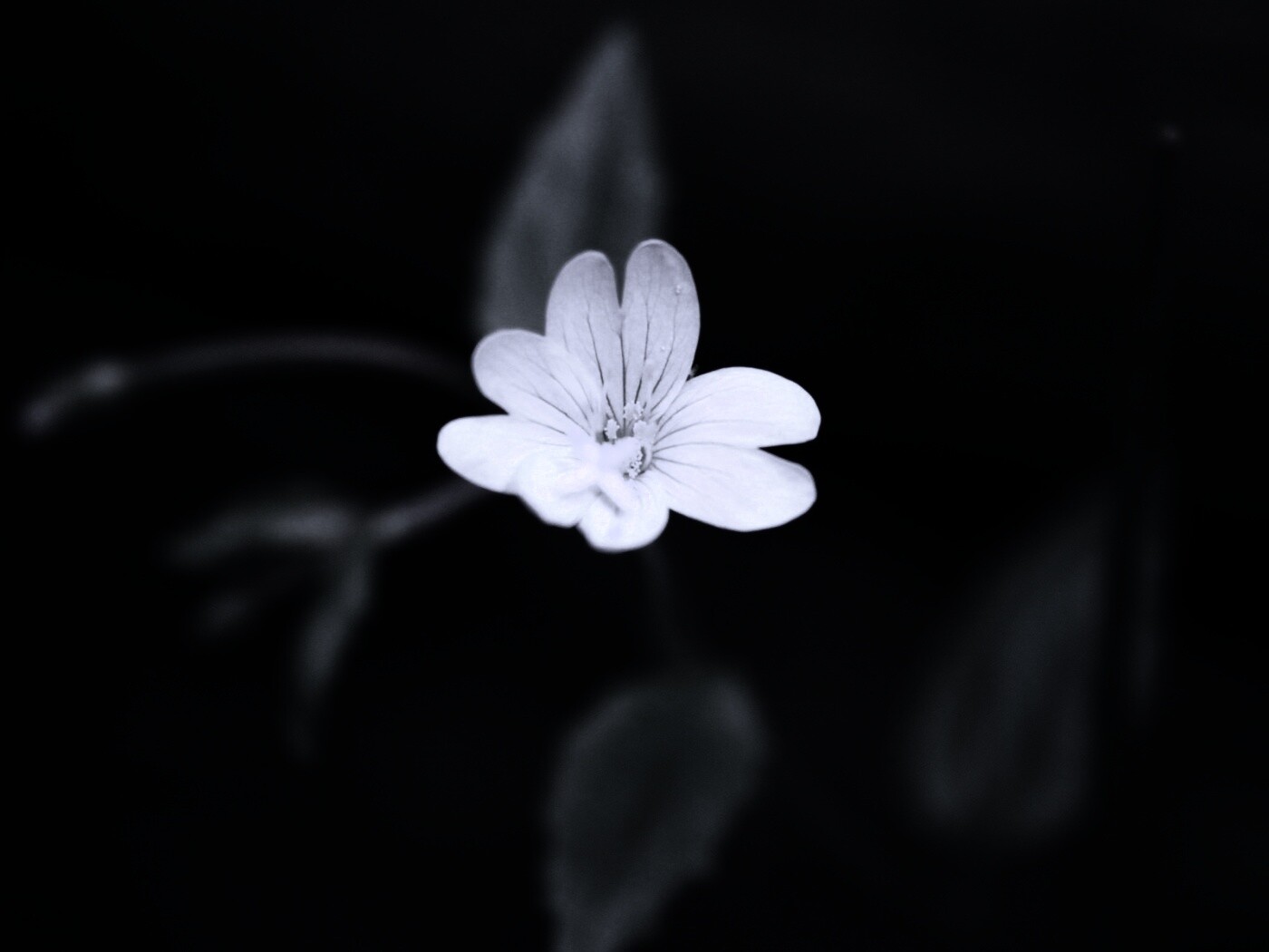 Маленький цветок в макро обои