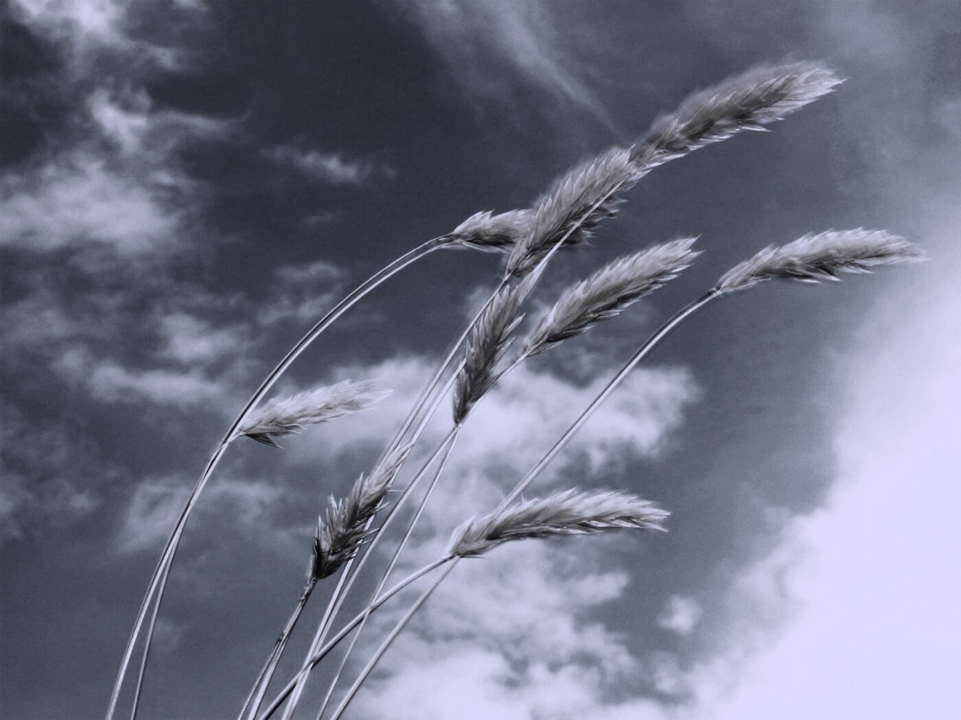 Колосья обои