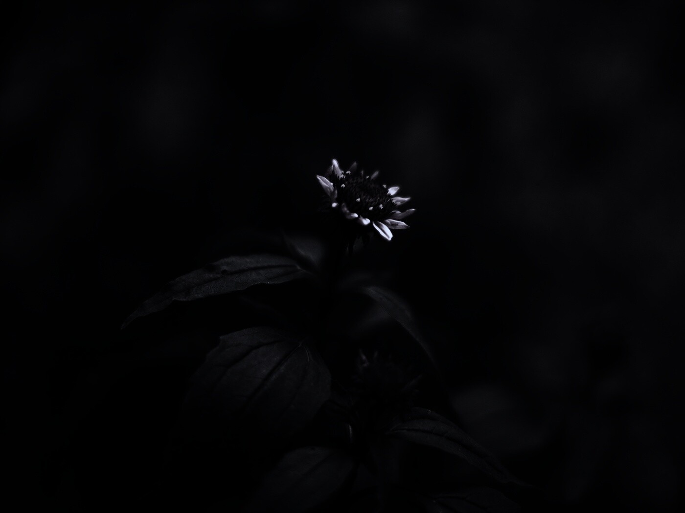 Фотография цветка обои