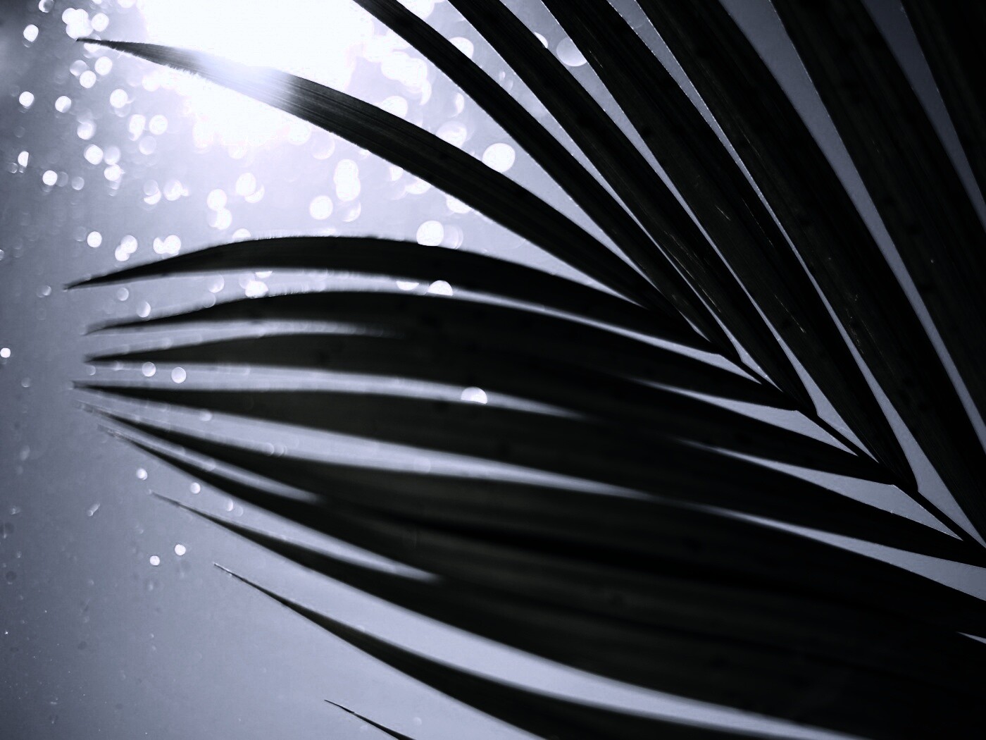 Солнце просвечивает сквозь пальмовый лист обои