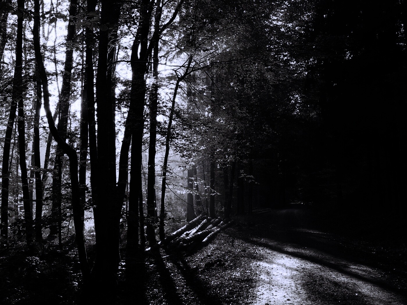 Дорога вдоль просеки в осеннем лесу обои