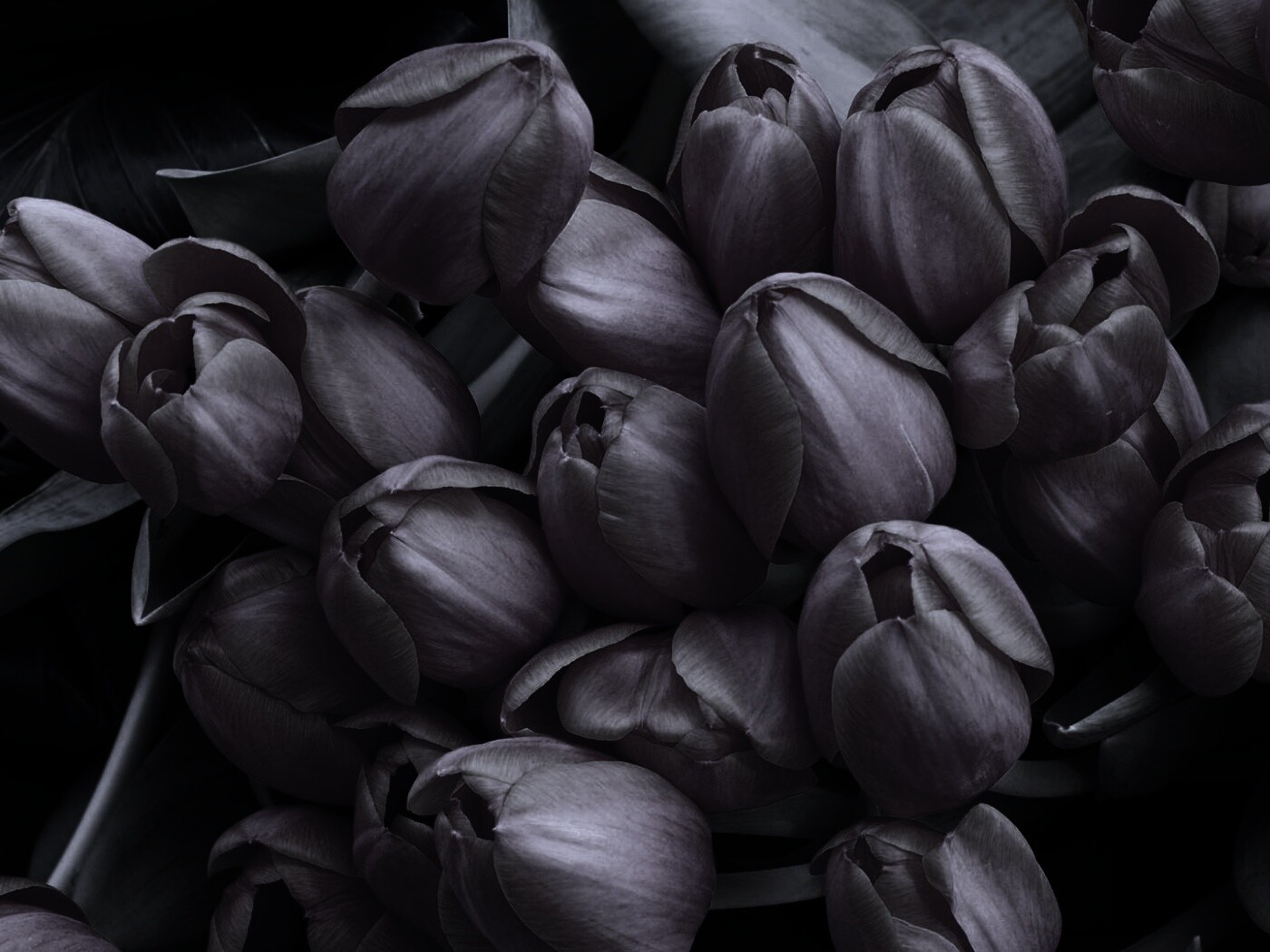 Букет красных тюльпанов обои