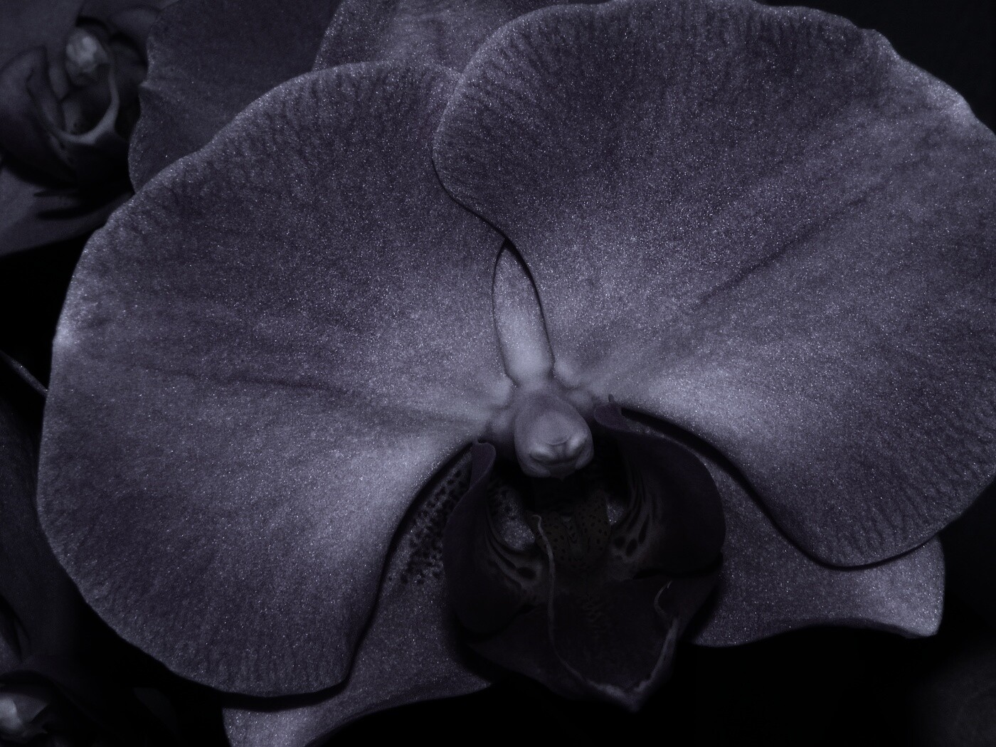 Фиолетовая орхидея обои