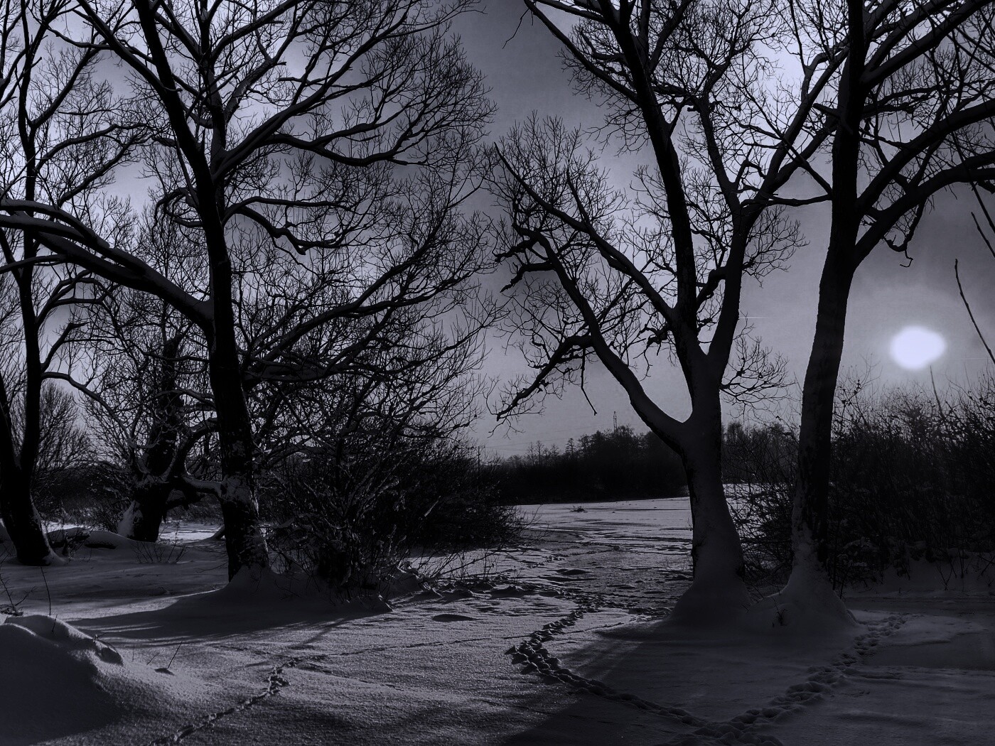 Солнечный свет в зимнем лесу обои