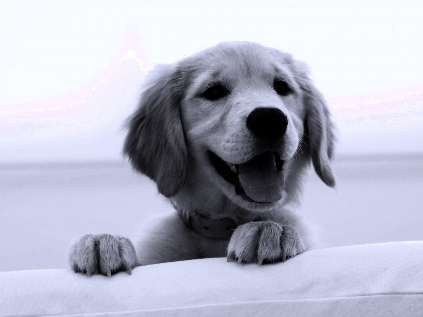 Щенок голден ретривера обои