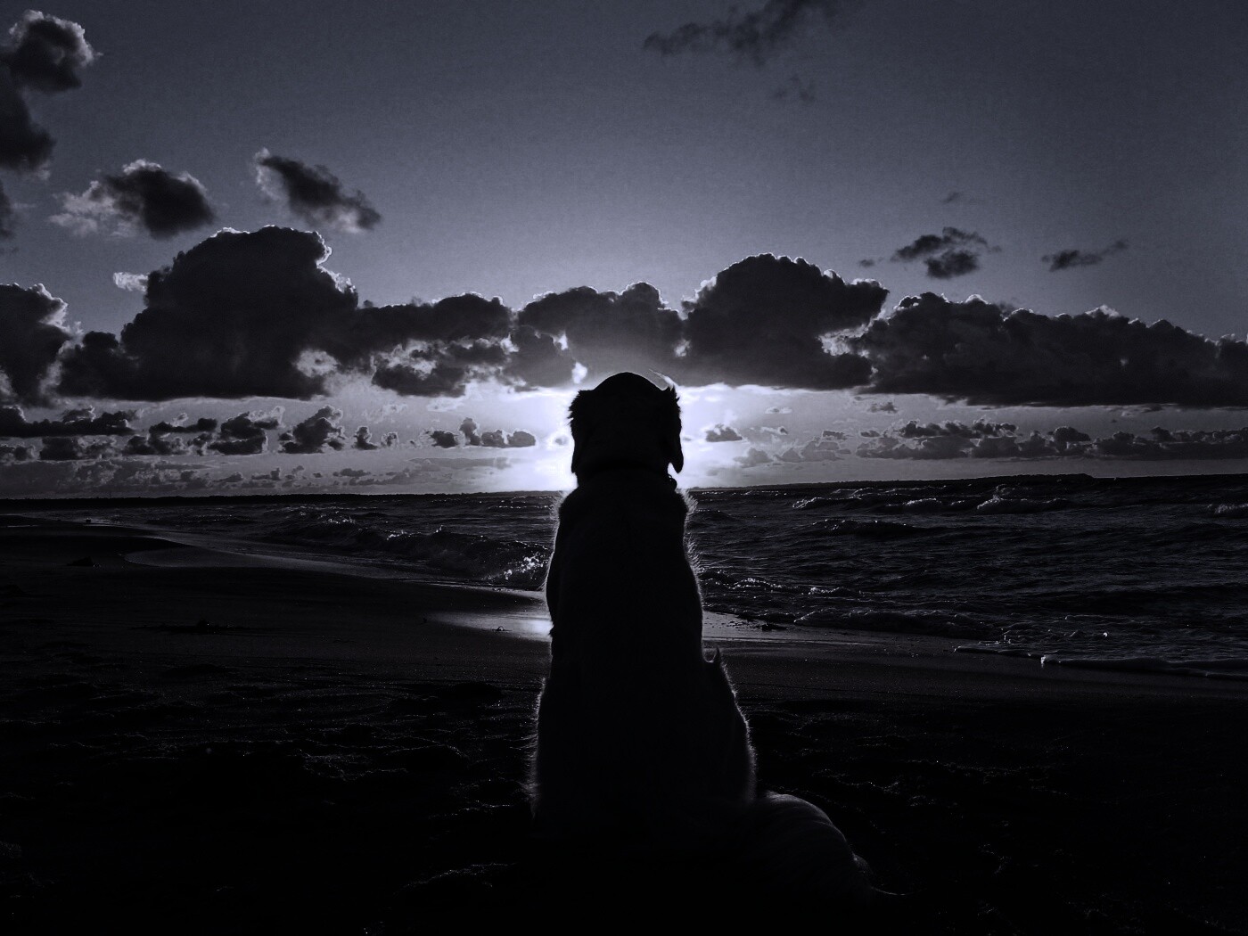 Собака наблюдающая закат на пляже обои