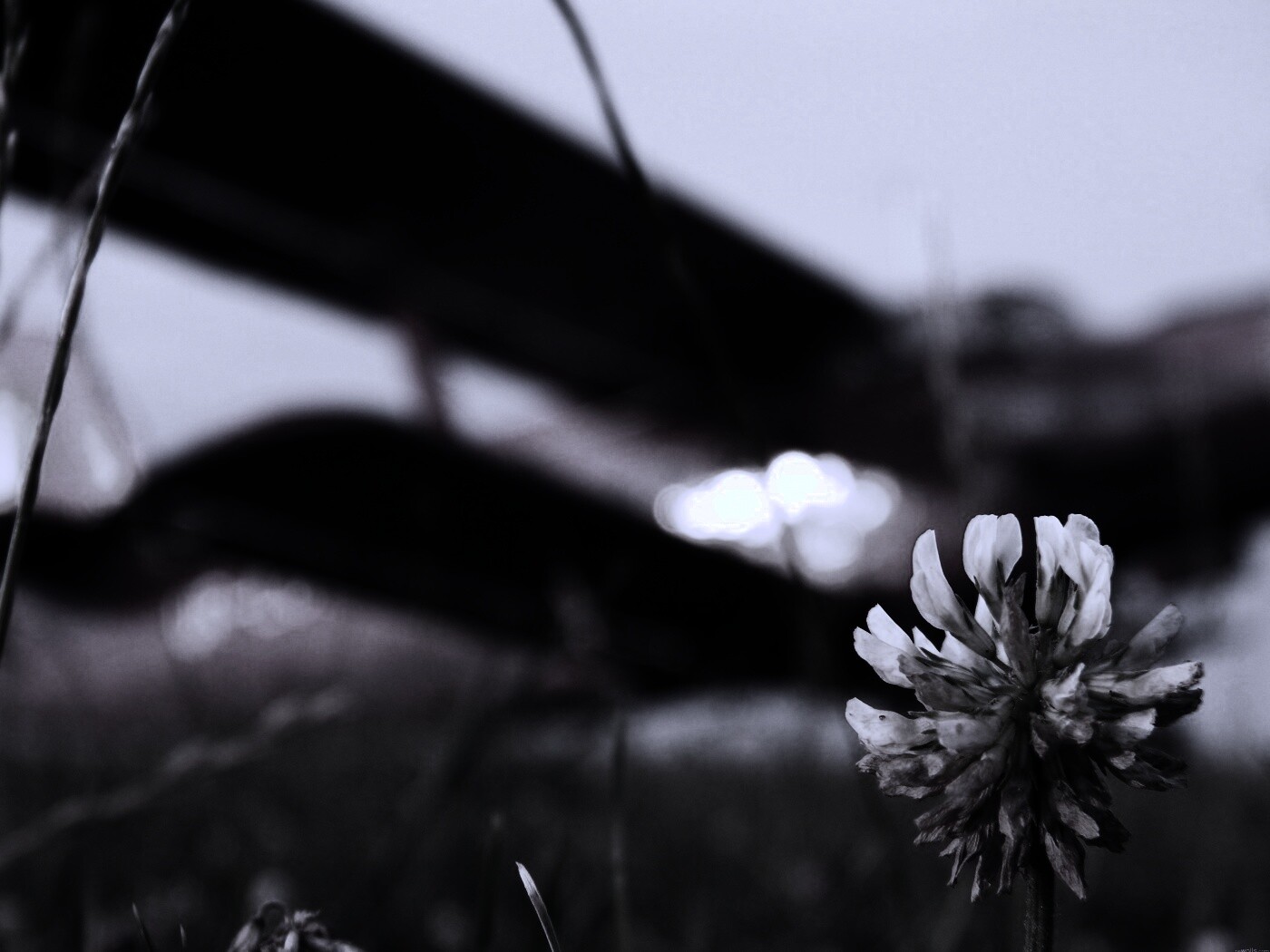 Цветок и красный самолет обои