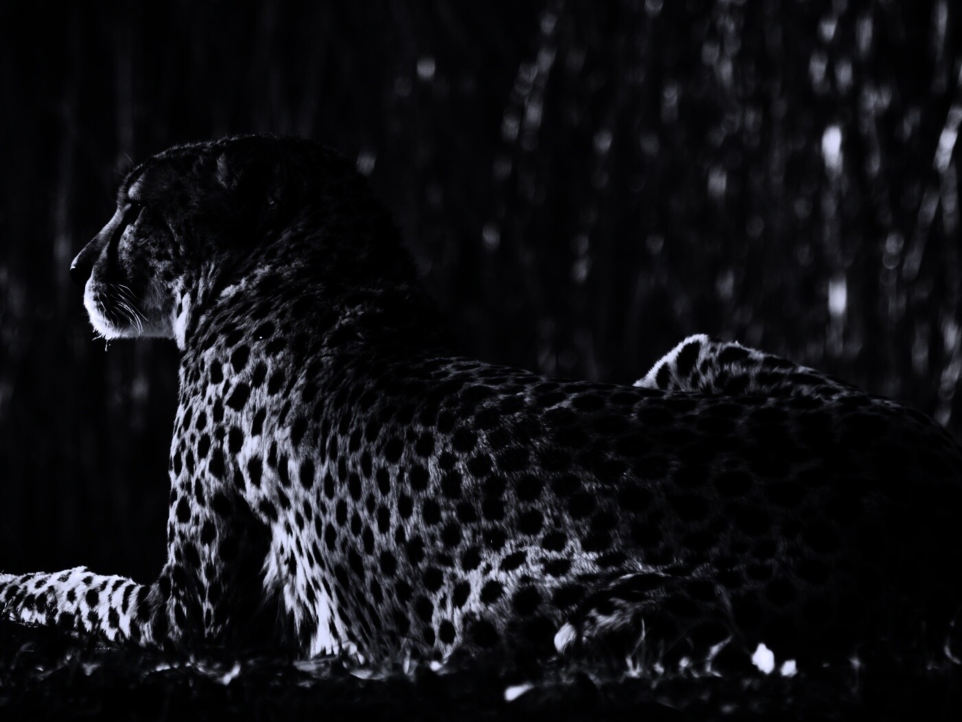 Гепард обои