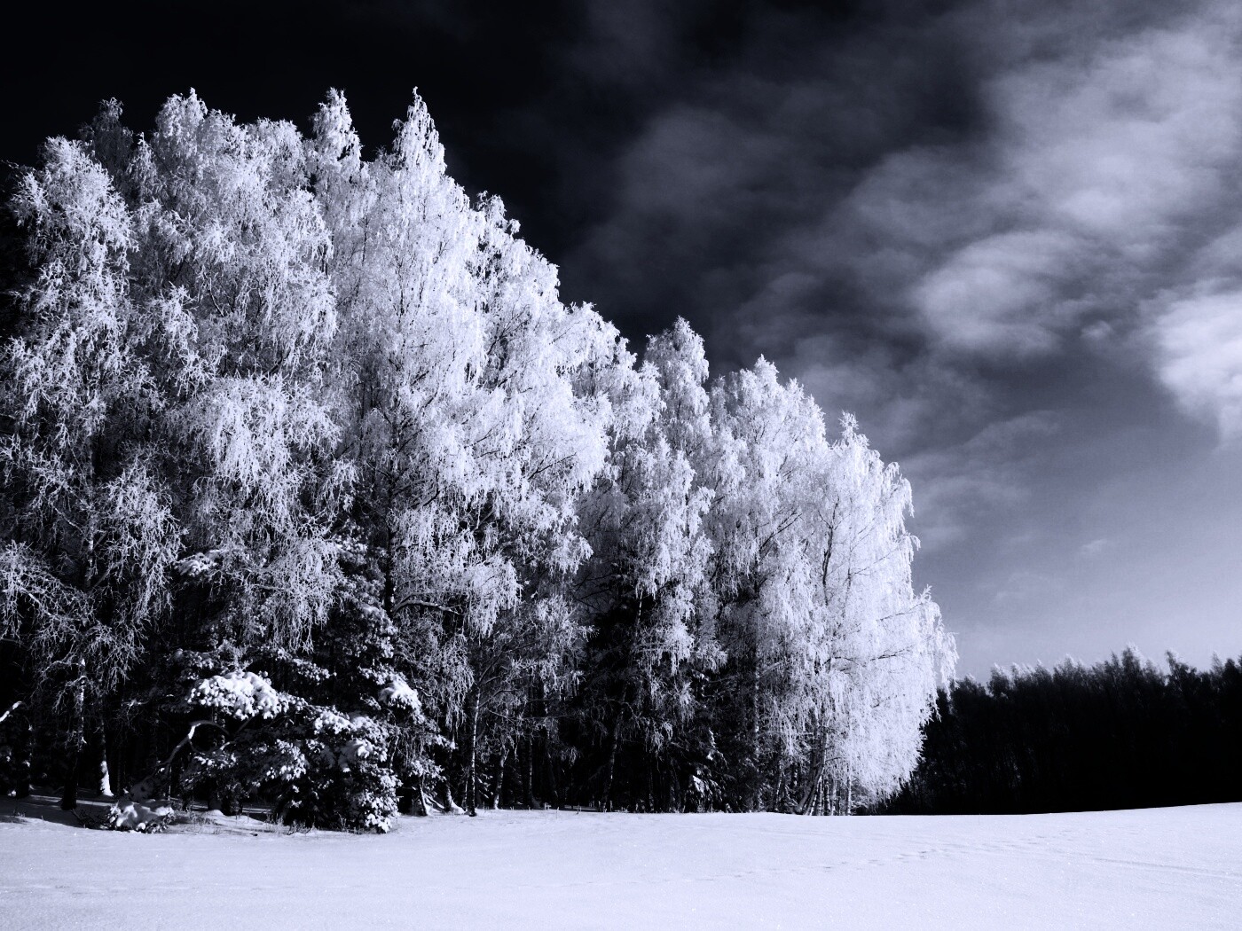 Заснеженные деревья обои
