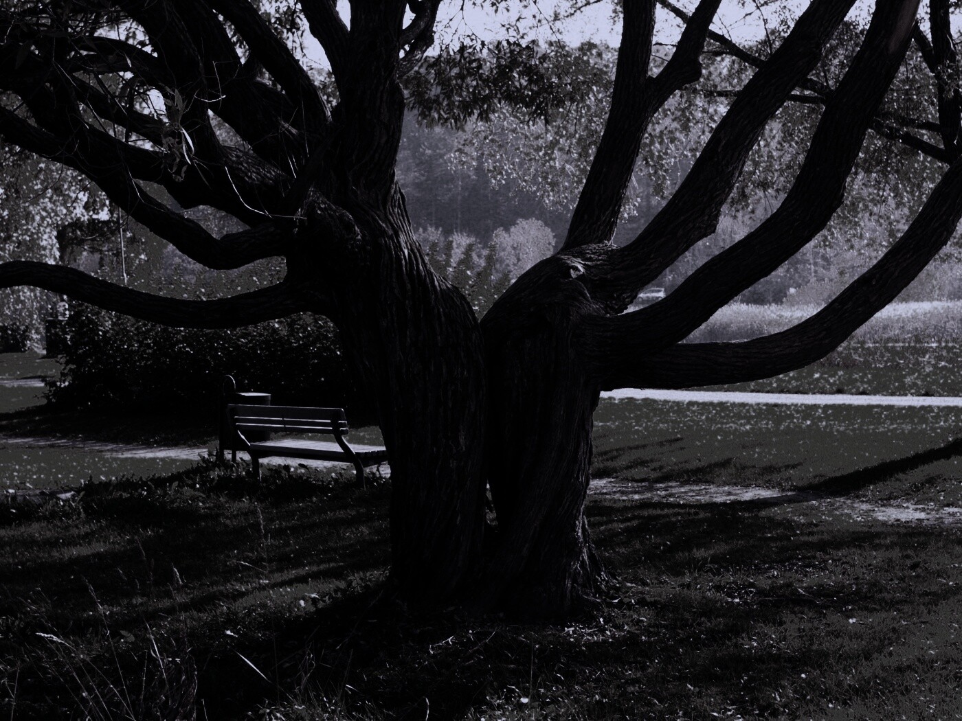 Старые сросшиеся деревья обои