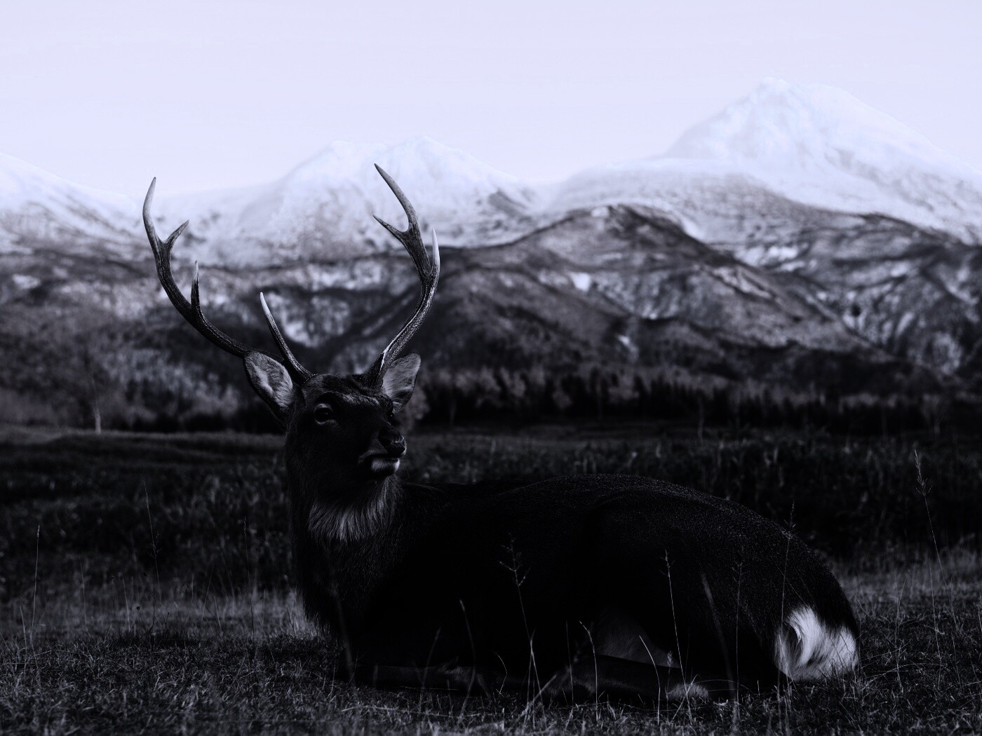 Олень отдыхает в предгорьях обои