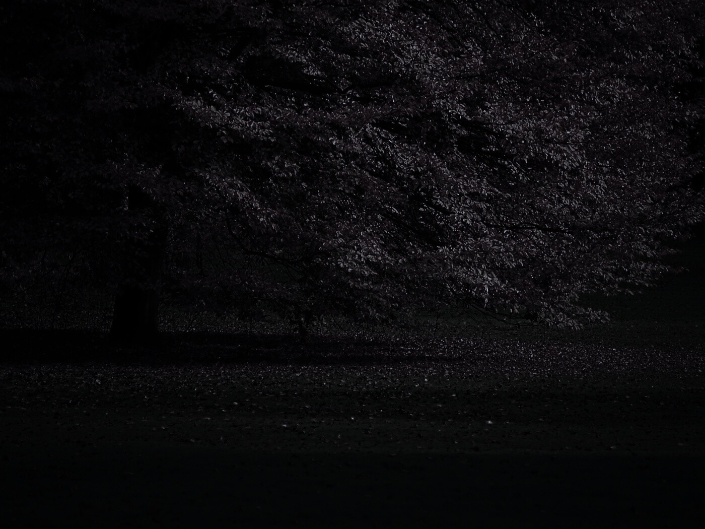 Пожелтевшее дерево с облетающей листвой обои