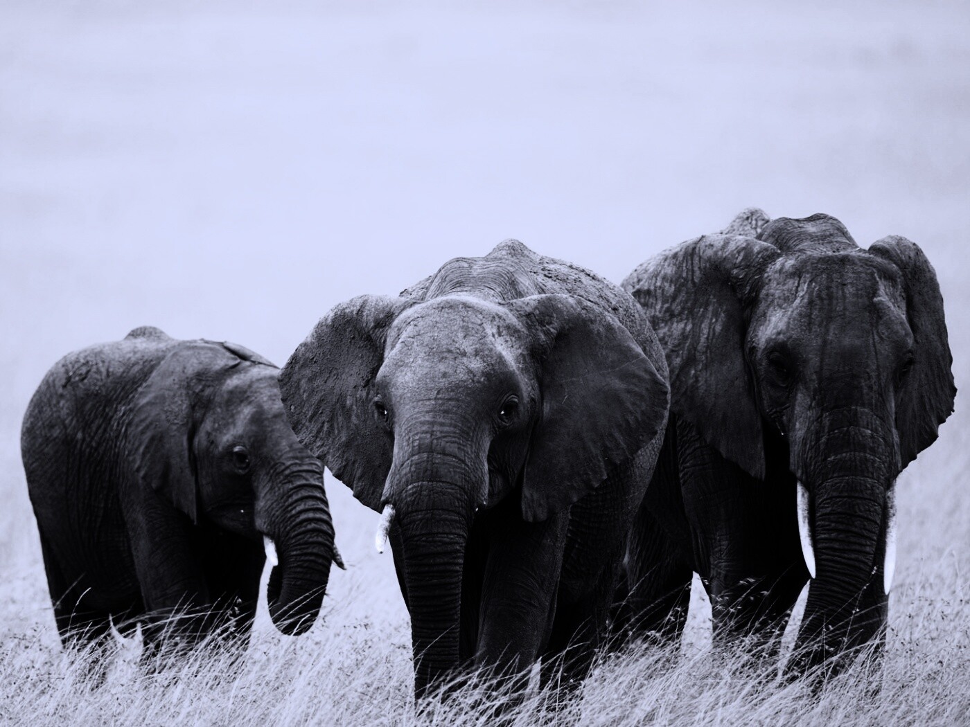 Слон, слониха и слоненок обои