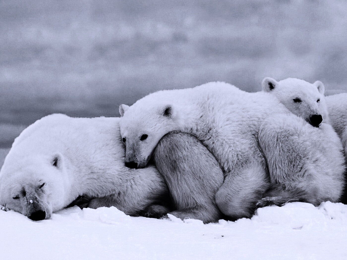 Белые мишки спят обои
