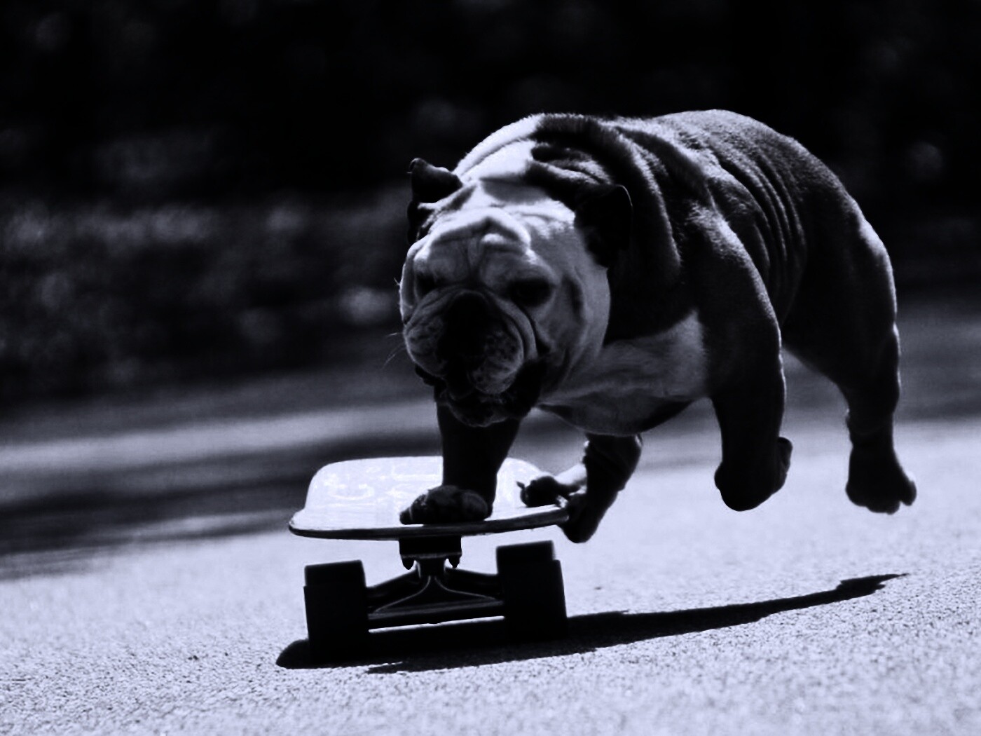 Собака на скейтборде обои