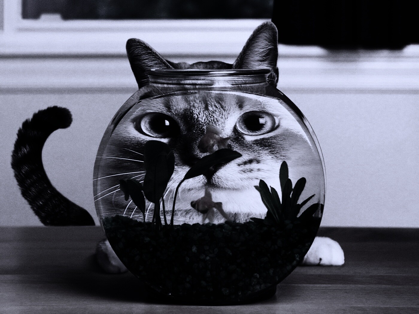 Сферический код за аквариумом обои