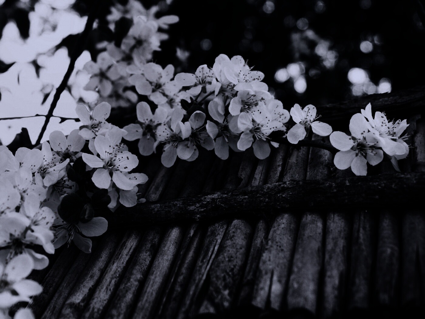 Веточка цветущей вишни обои