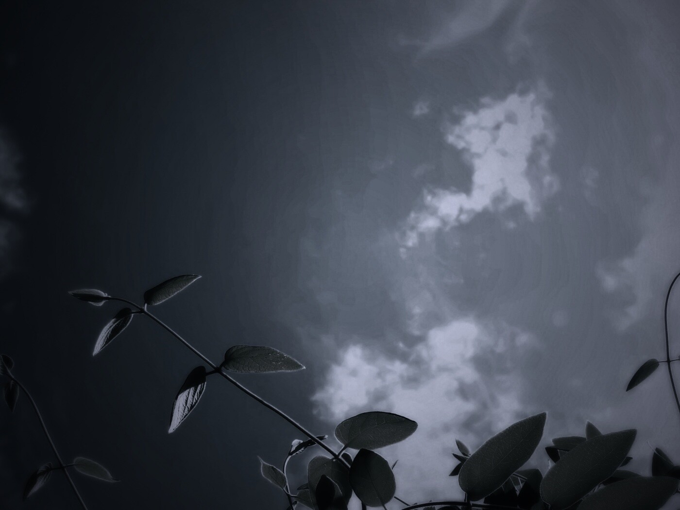 Веточки на фоне неба обои