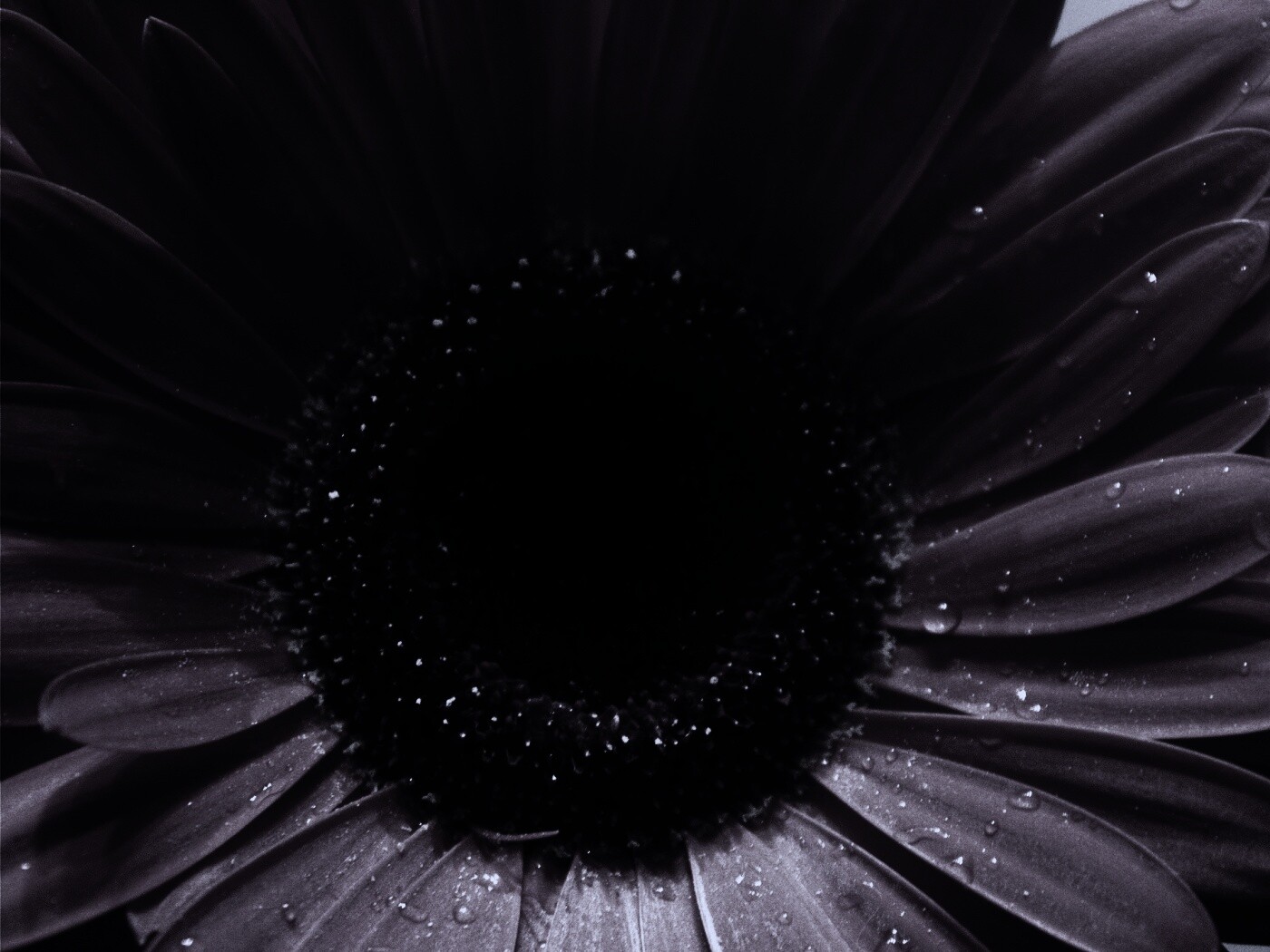 Красная гербера обои