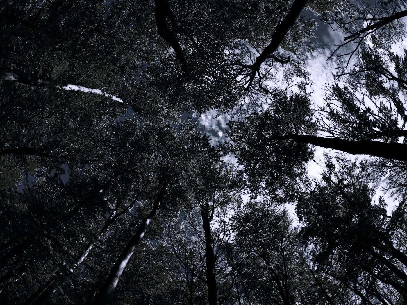 Кроны деревьев обои