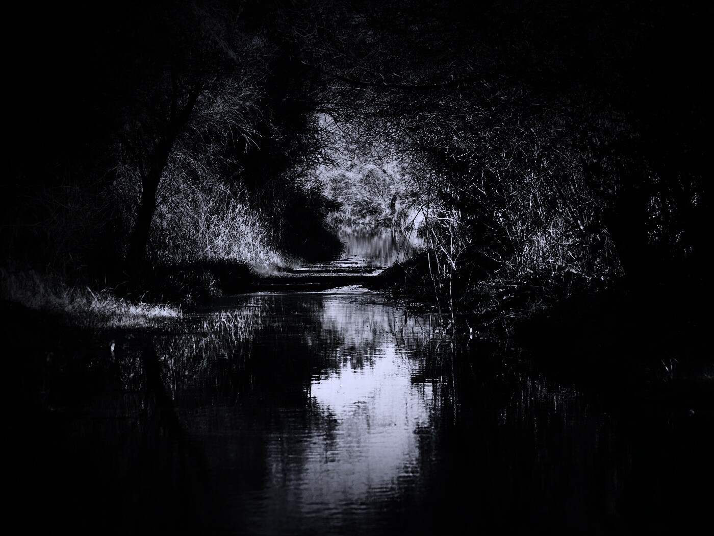 Лесная заросшая река обои