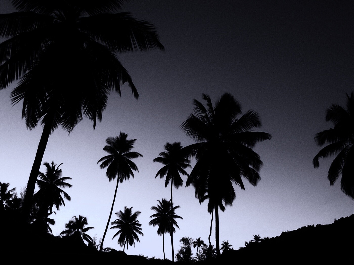 Пальмы на фоне фиолетового неба обои