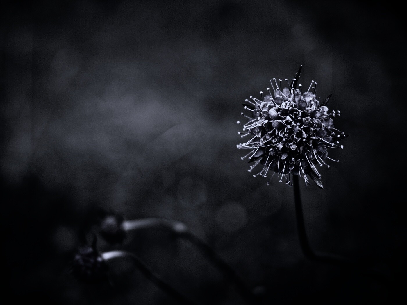 Цветок в макро обои