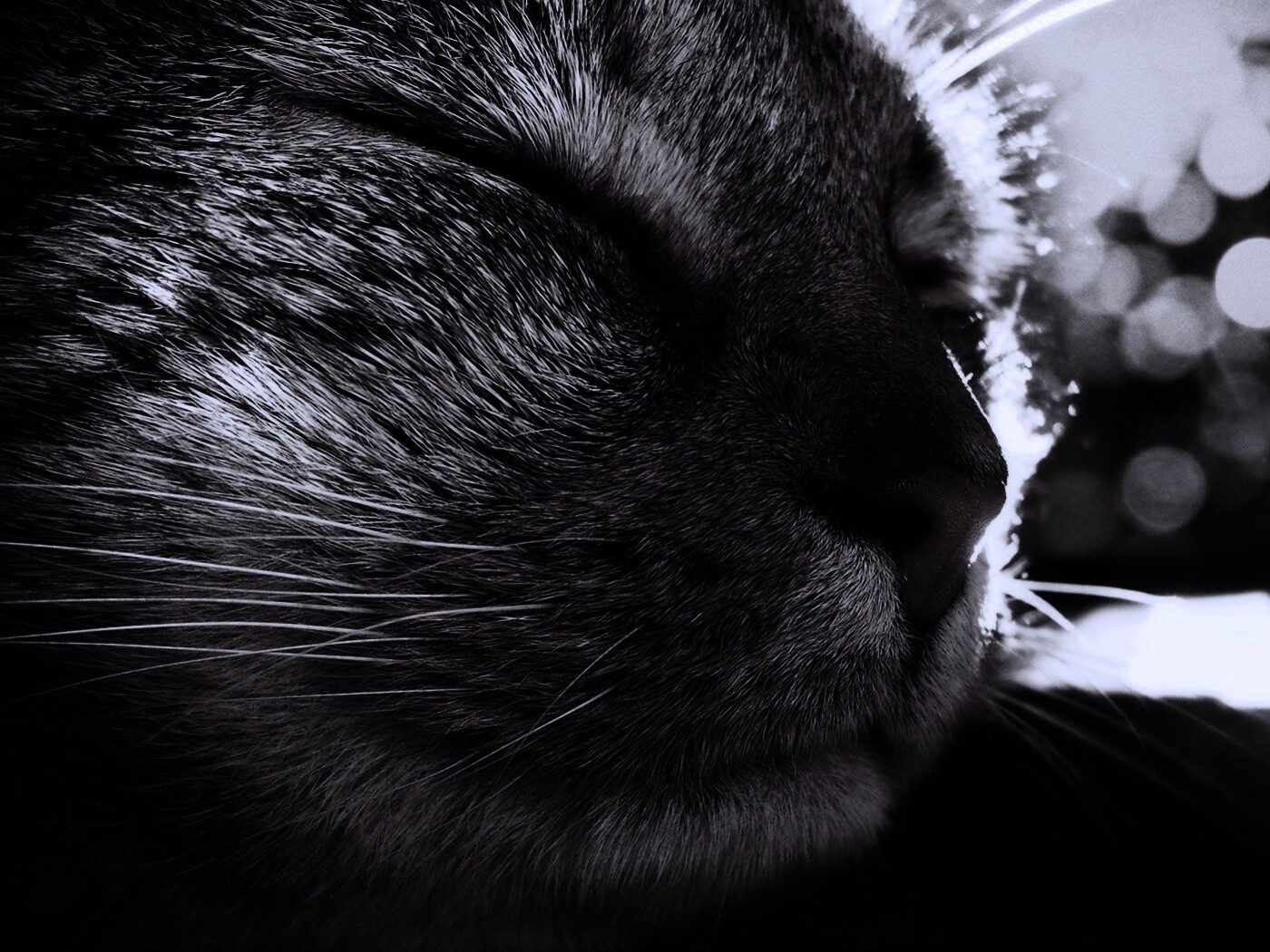 Спящий на солнце рыжий кот обои