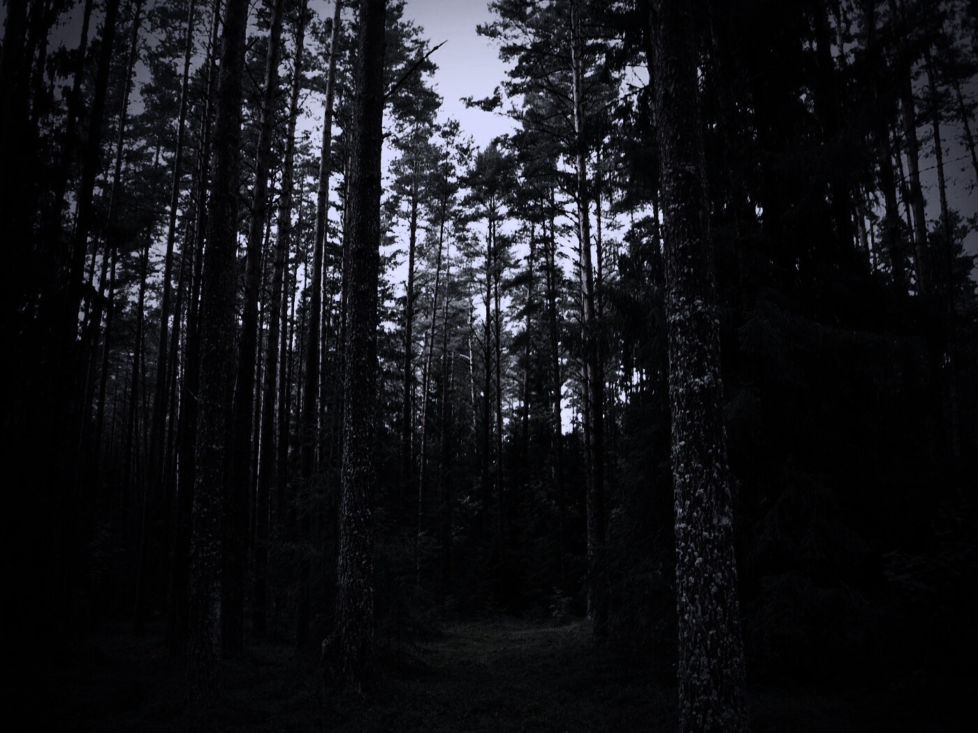 Лесная чаща обои