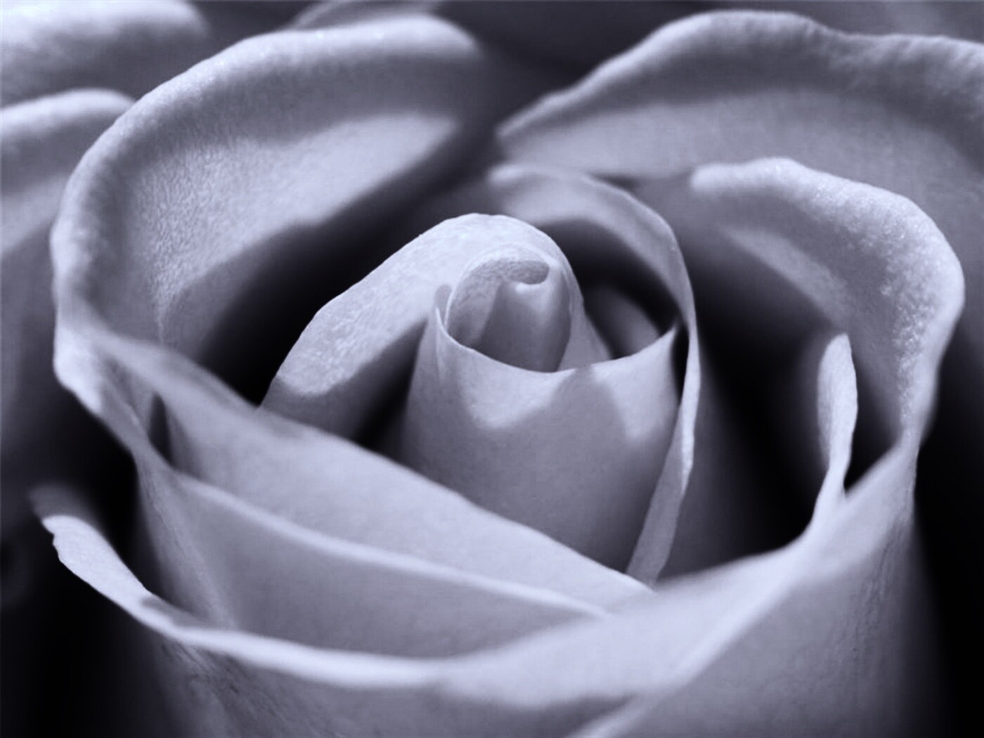 Фиолетовая роза макро обои