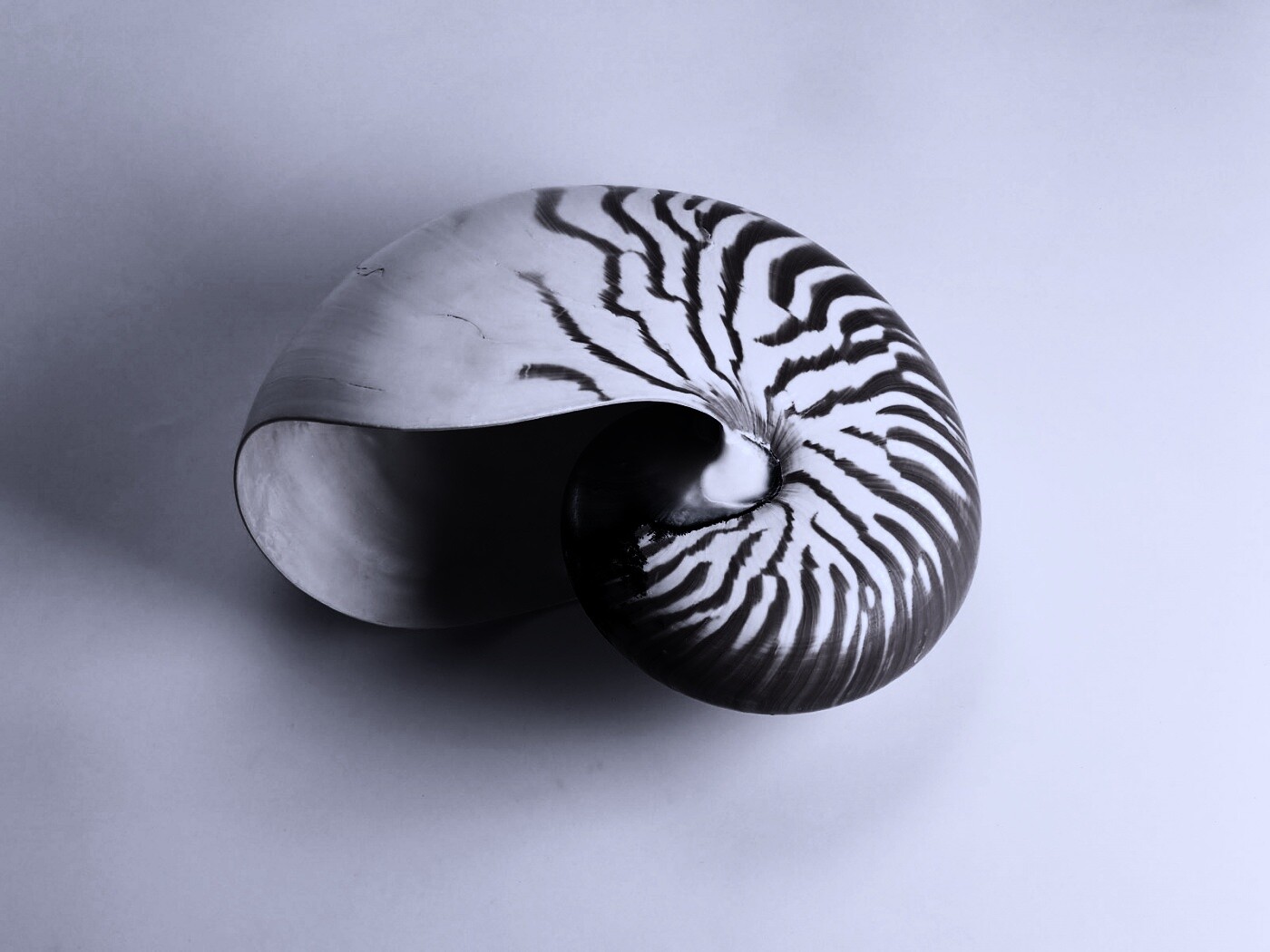 Ракушка в полоску обои