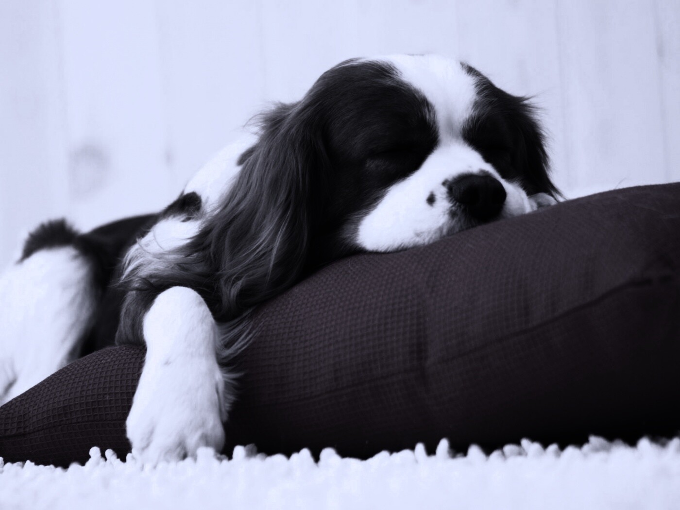 Спящий щенок на красной подушке обои