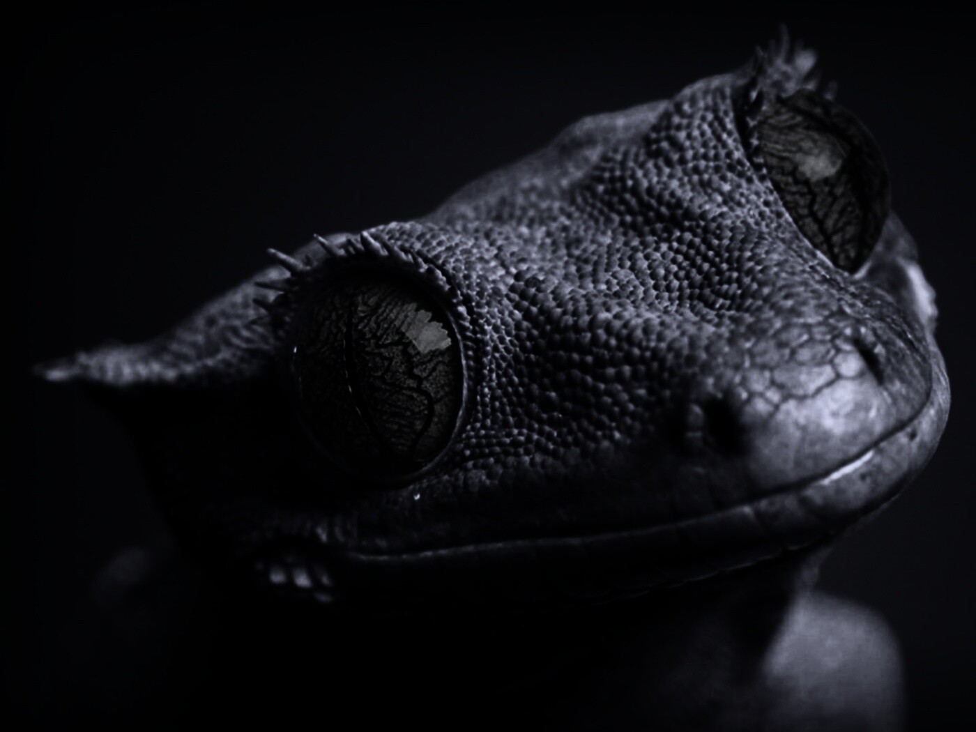 Ящерка обои