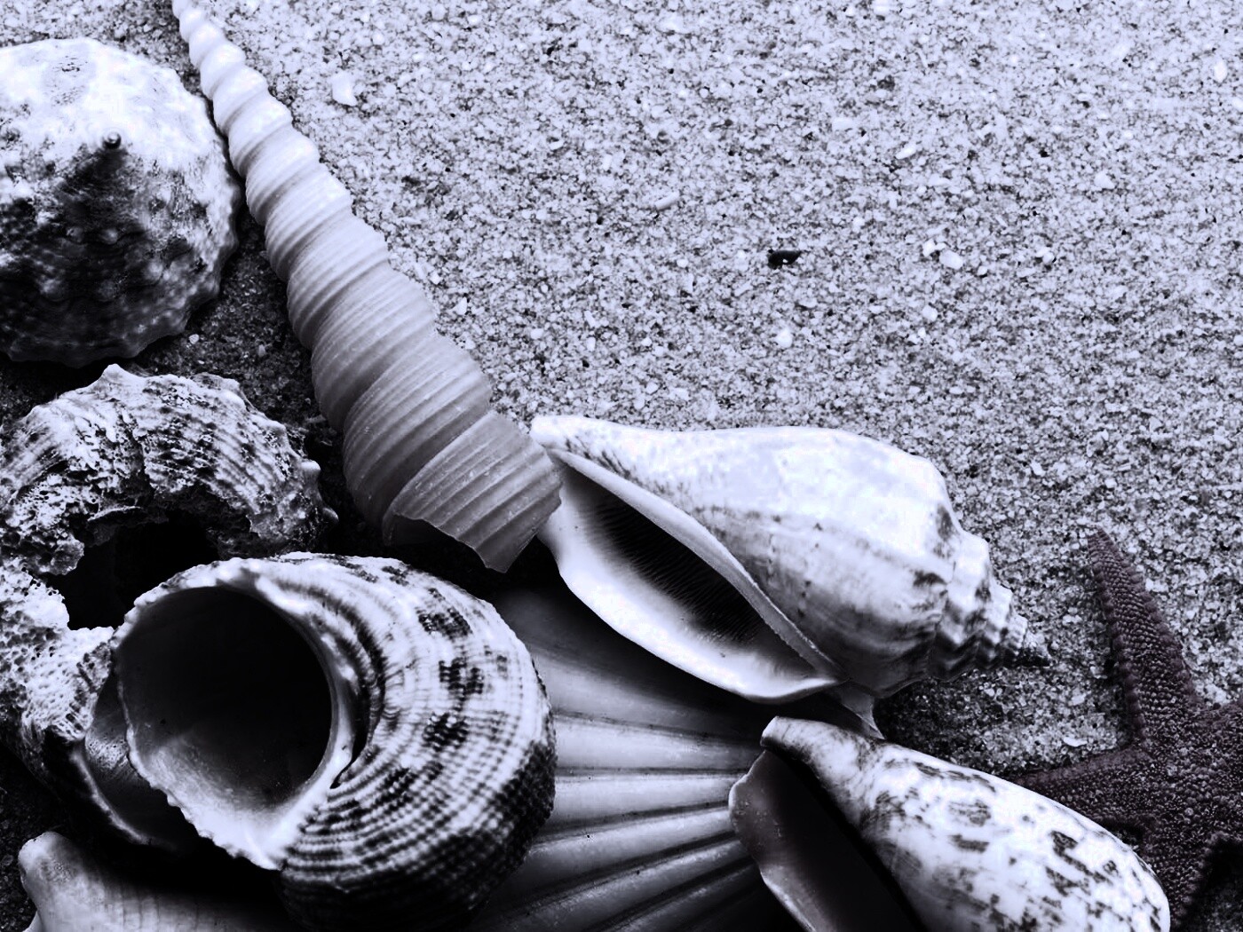 Морские раковины и звезды обои