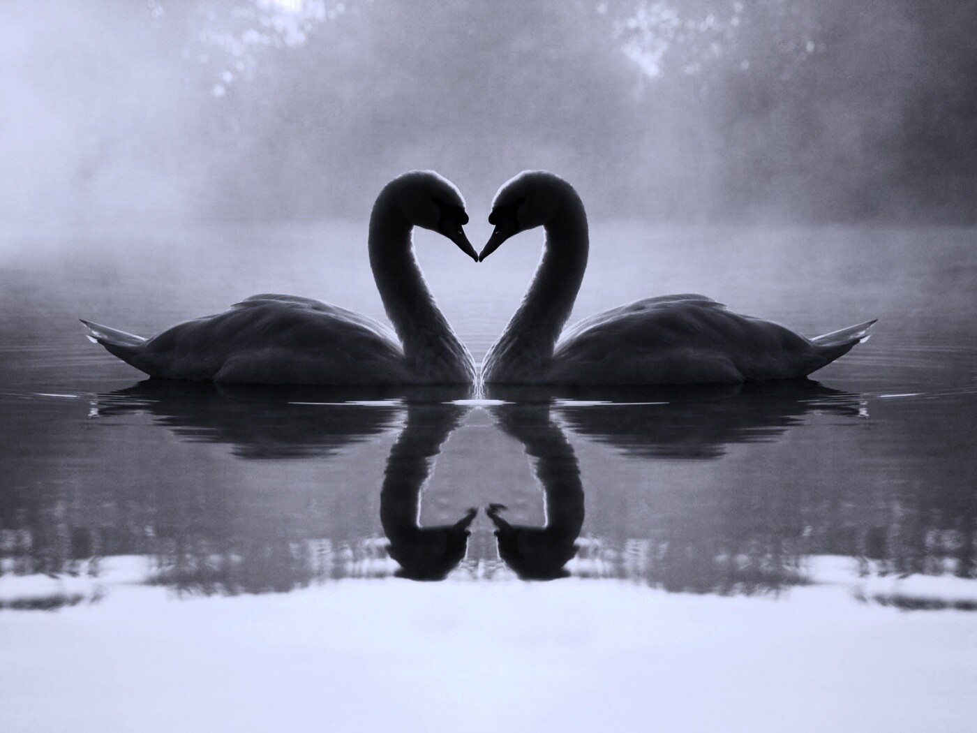 Влюблённые лебеди обои