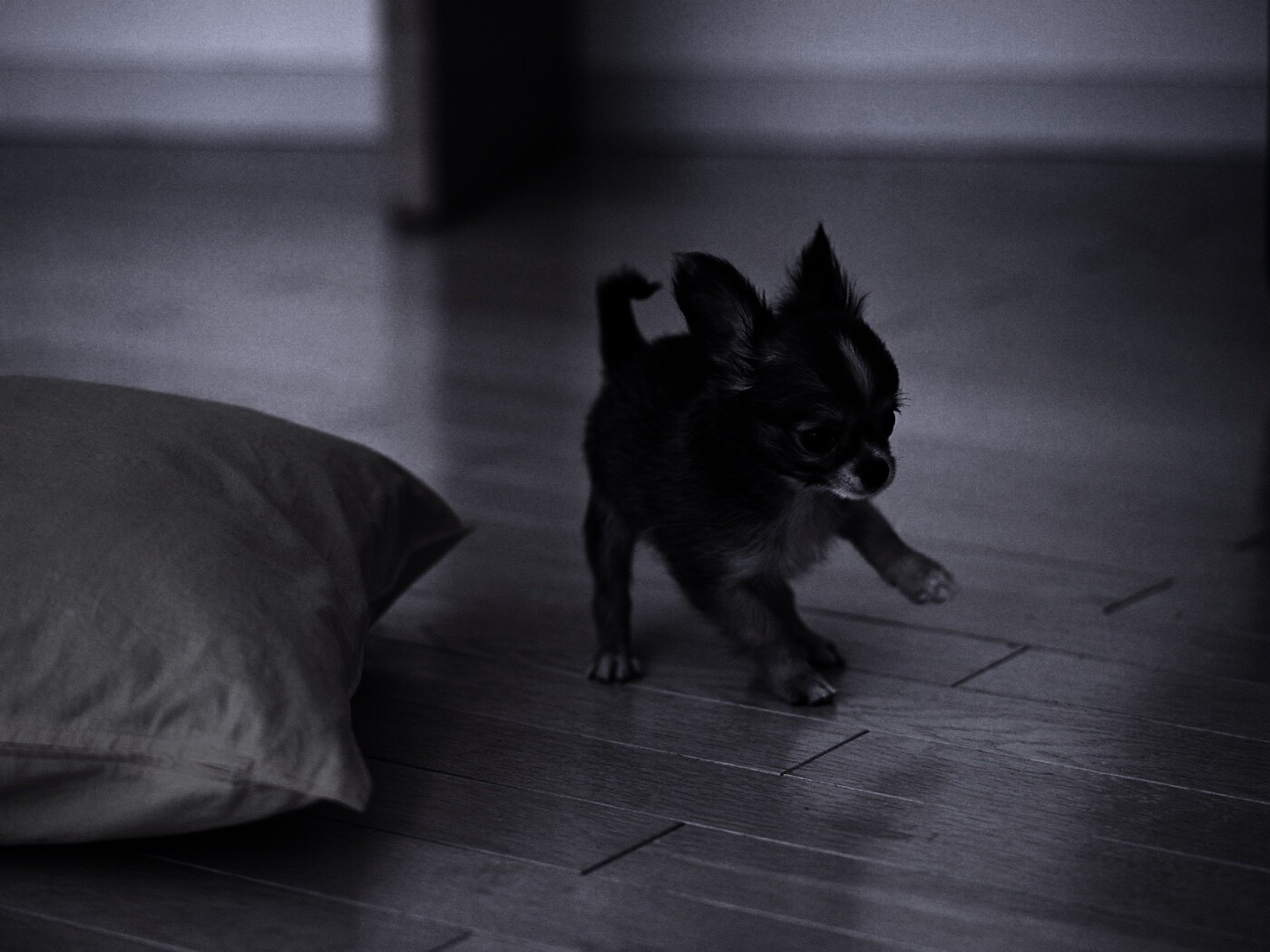 Щёнок той терьера обои