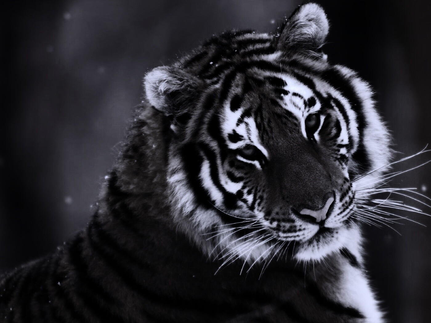 Тигр оборачивается обои