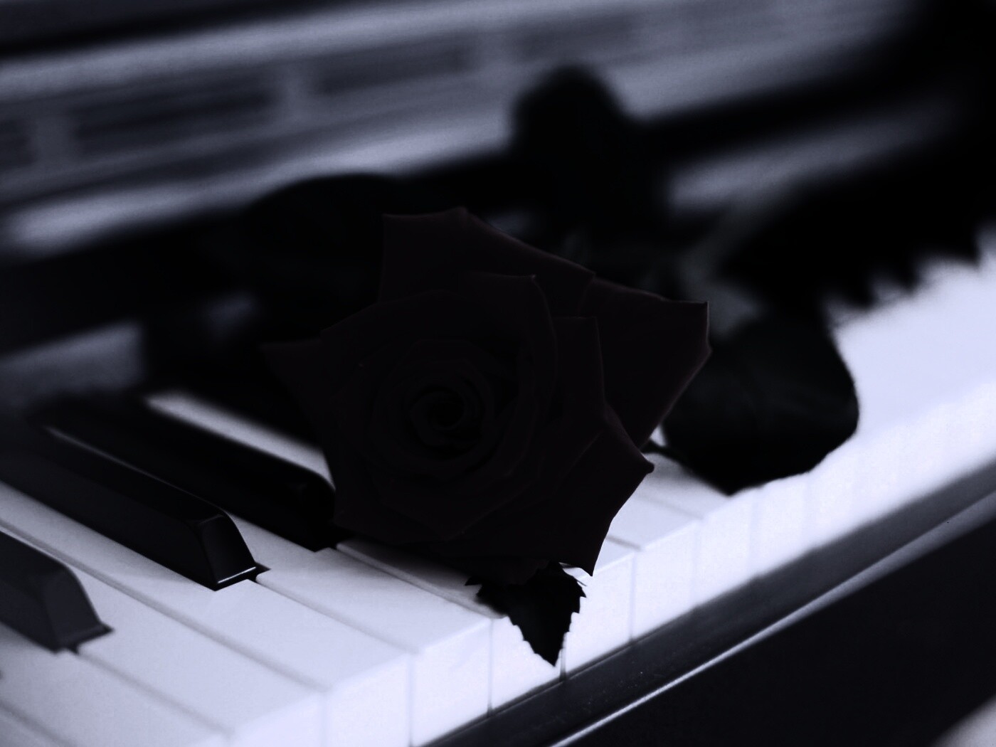 Роза на клавишах пианино обои