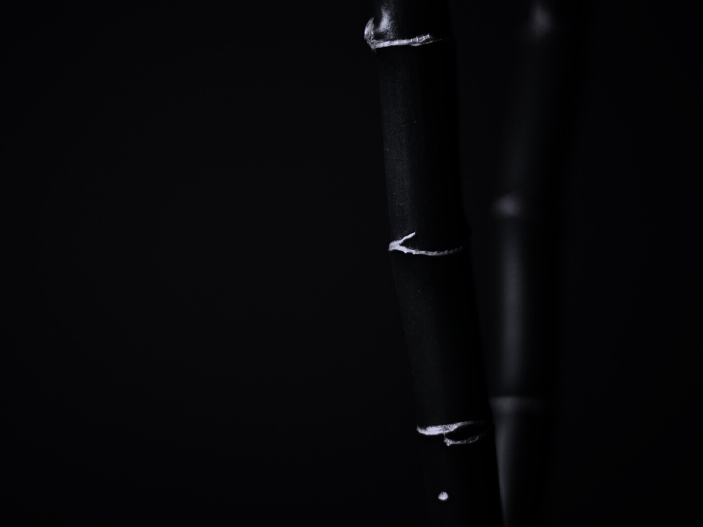 Макро фото стебля бамбука обои