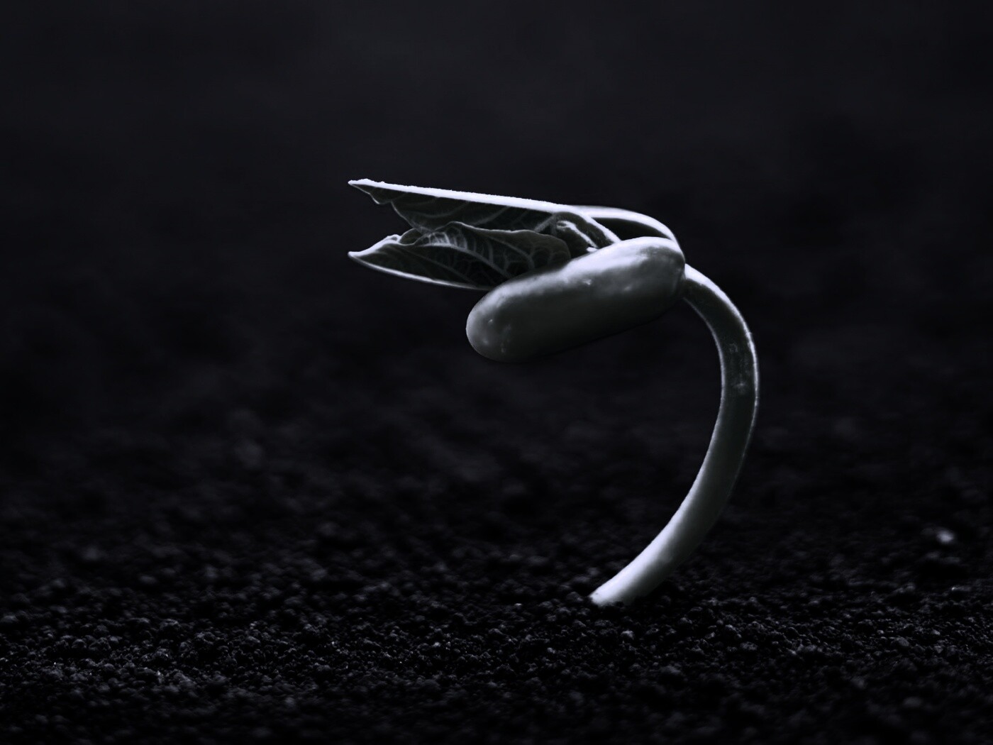 Макро фото зелёного росточка обои