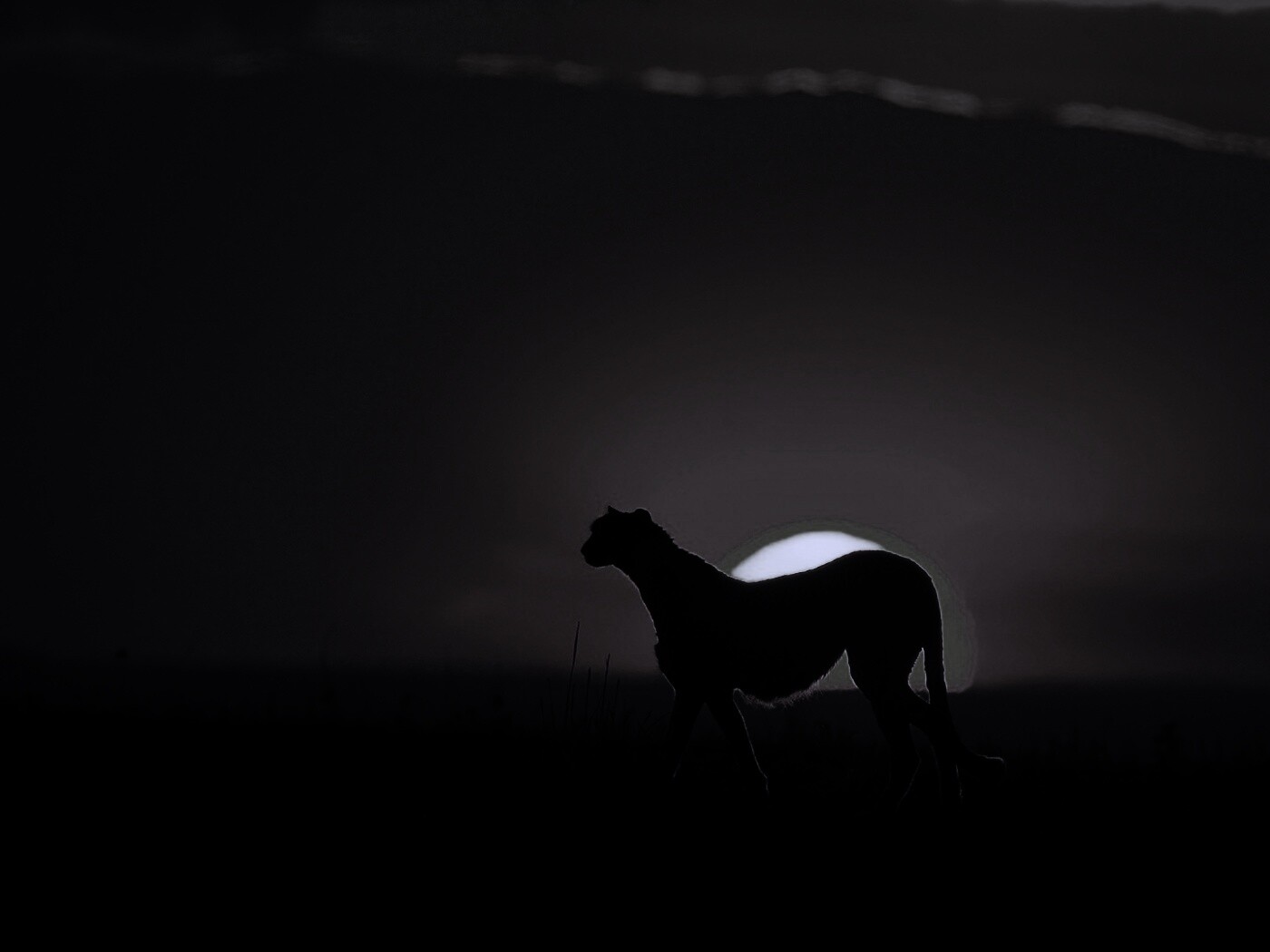 Гепард на закате обои