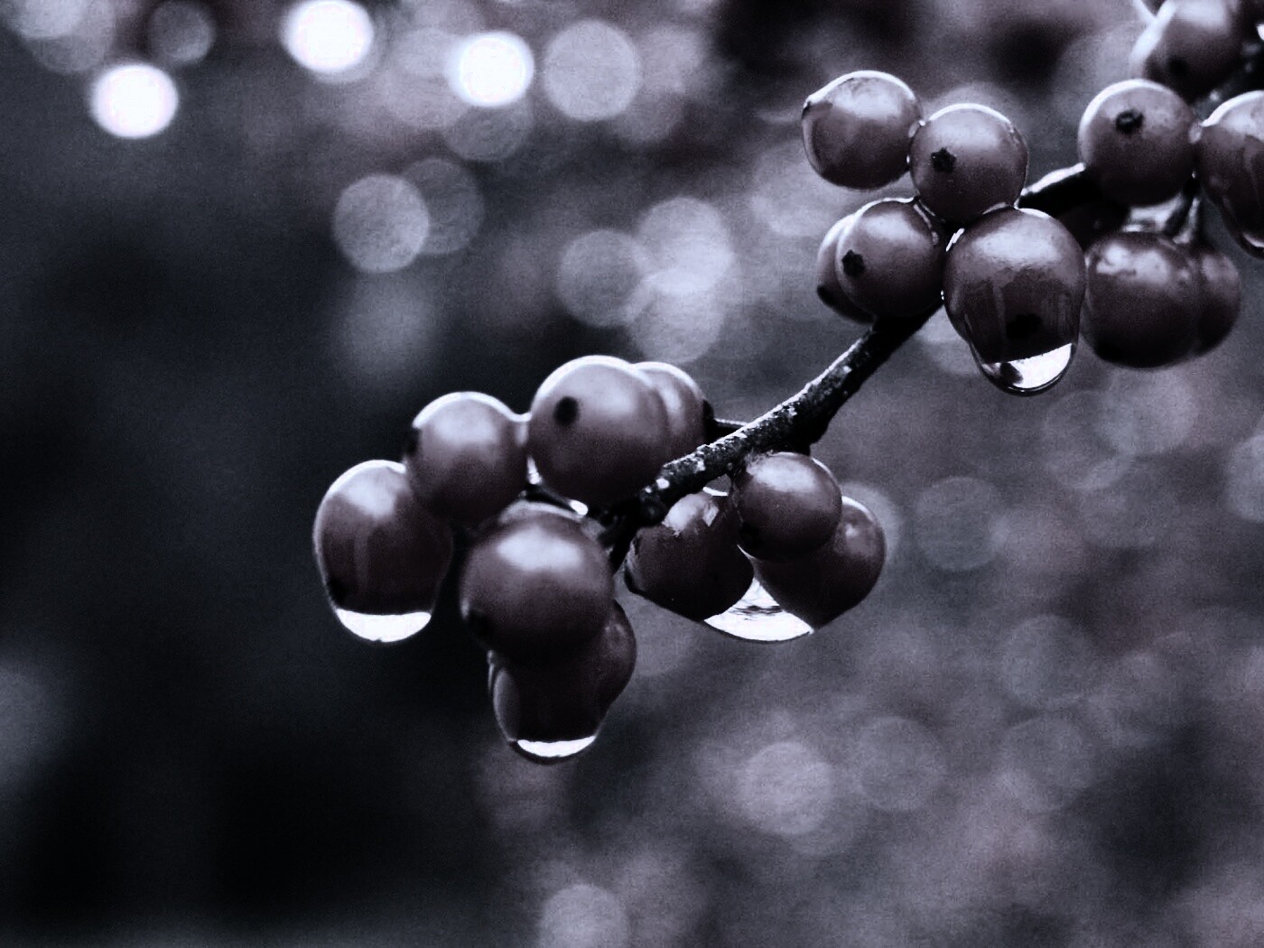 Капли росы на ягодах рябины обои