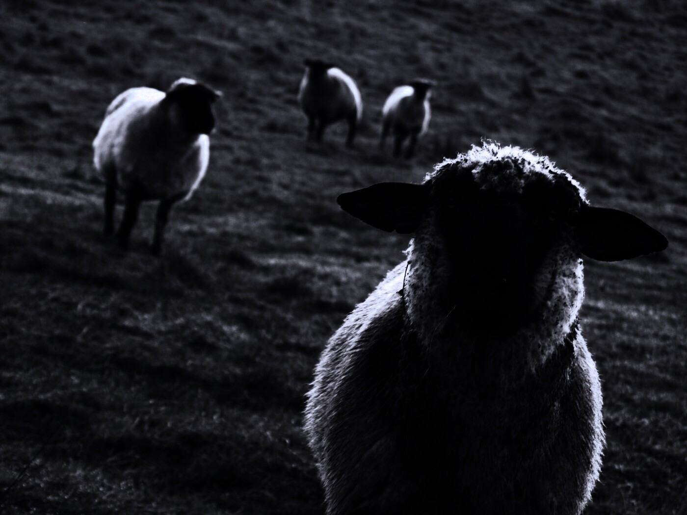 Овцы на пастбище обои