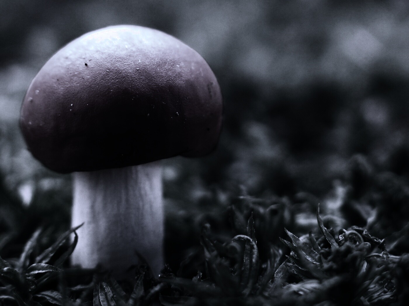 Грибок с красной шапкой обои