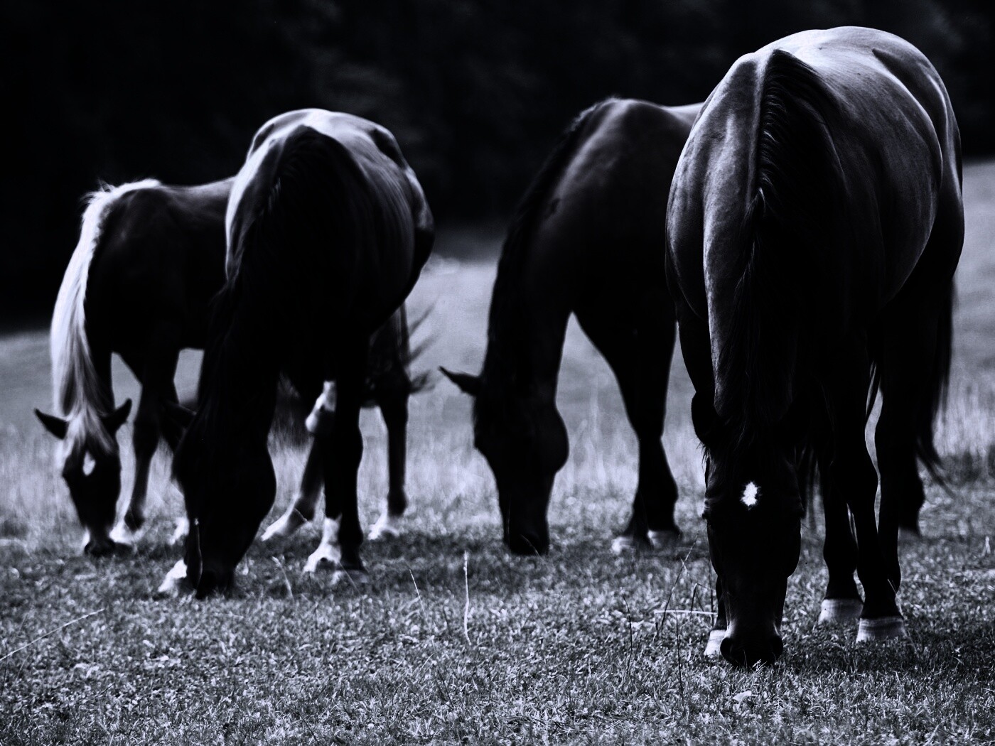 Время пощипать травку обои