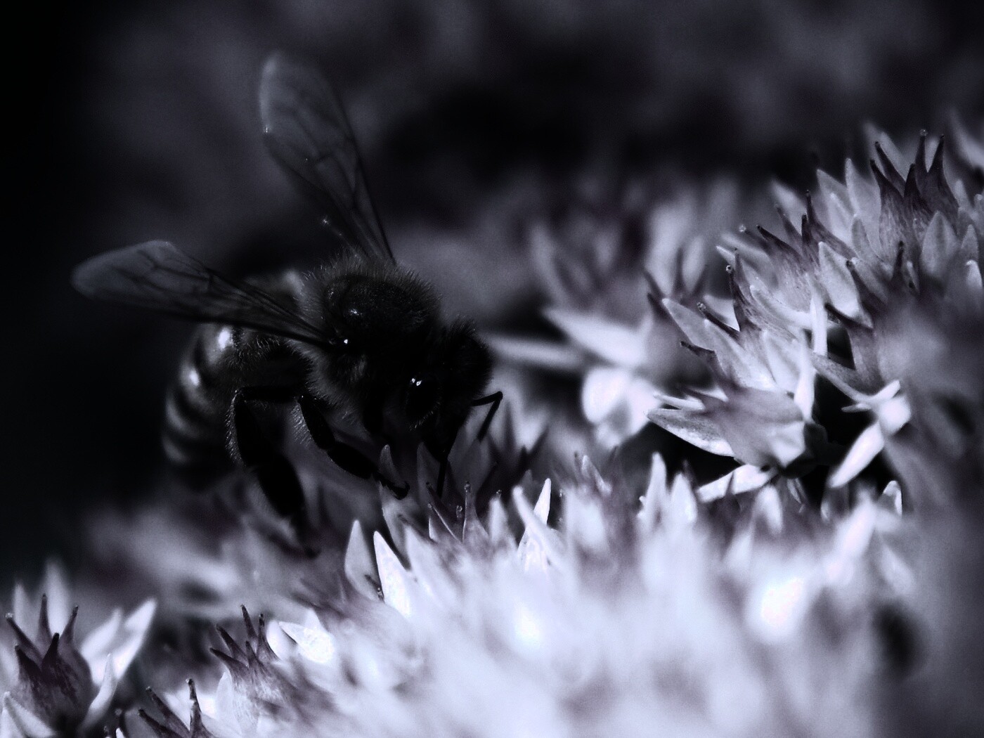 Пчела собирает пыльцу обои